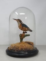 An antique taxidermy Dome displaying a Kingfisher on perch amongst upon ebonised circular base