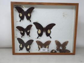 Lepidoptera; An extensive Collection of Butterflies containing over 4000 specimens of 1150 species