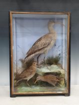 An antique ebonised and glazed taxidermy Case by James Hutchings of Aberystwyth displaying a