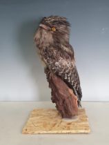 An uncased taxidermy Tawny Frogmouth on perch 1ft 2in H