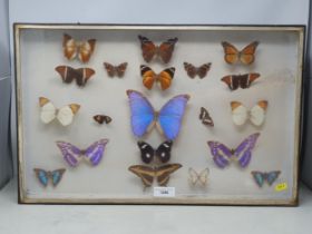 An antique ebonised Display Case containing a collection of British and Tropical Butterflies 2ft x