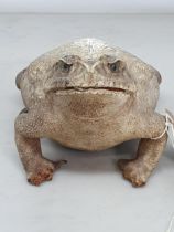 An antique taxidermy specimen of a Bullfrog 7 1/4in L