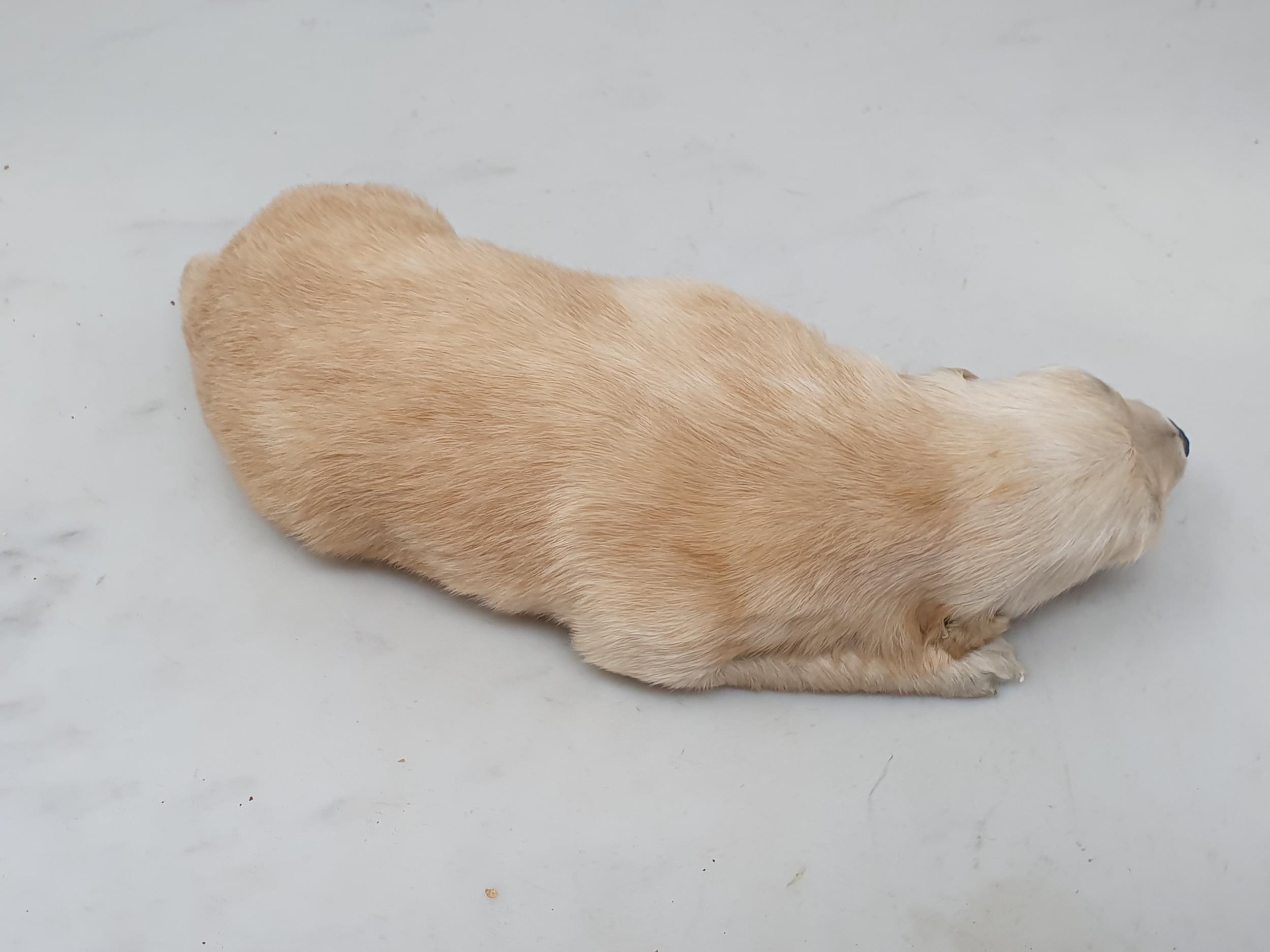 A taxidermy Golden Retriever Puppy 8in L and another of a black Puppy 6 1/2in L - Image 2 of 7