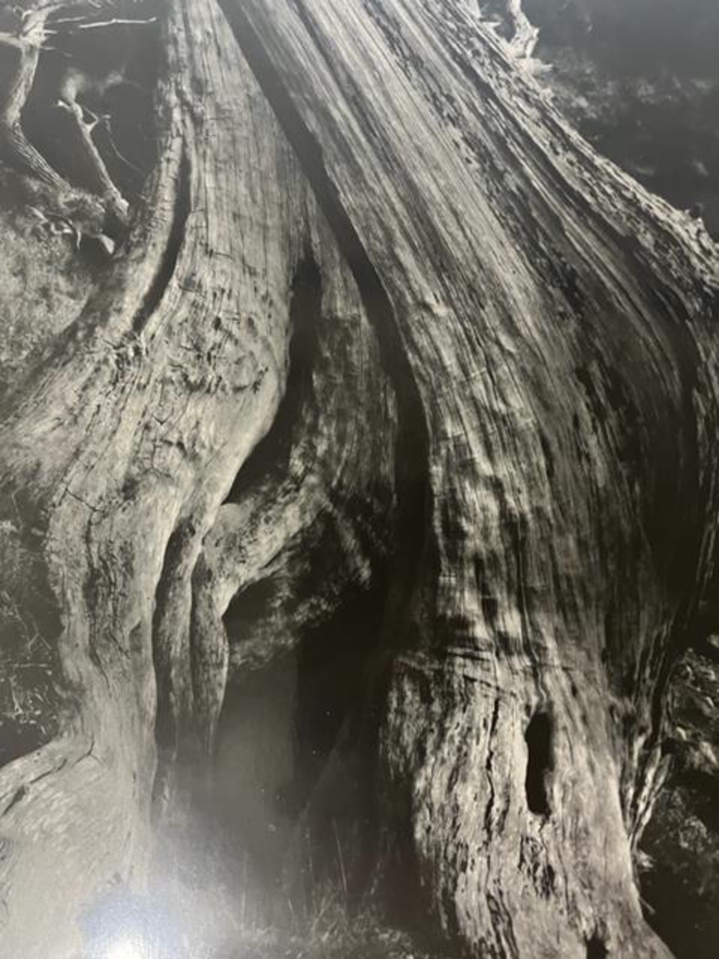 Edward Weston "Sea Kelp" Print. - Bild 9 aus 11