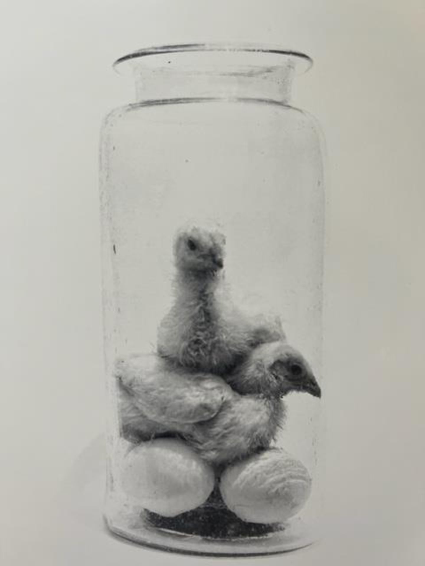 Irving Penn "Chicks in a Jar" Print.