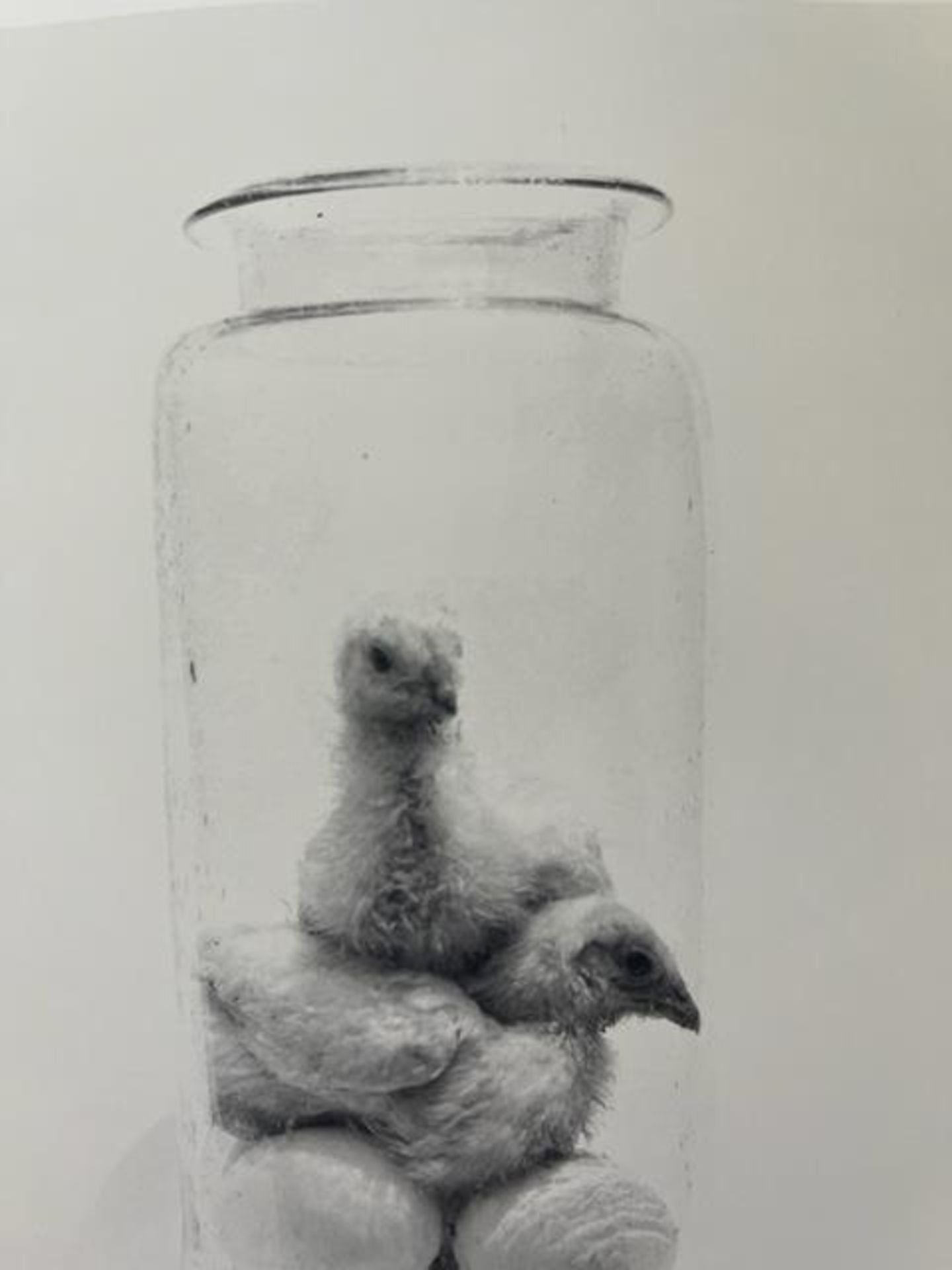 Irving Penn "Chicks in a Jar" Print. - Bild 2 aus 2