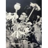 Jim Dine "Plant" Print.