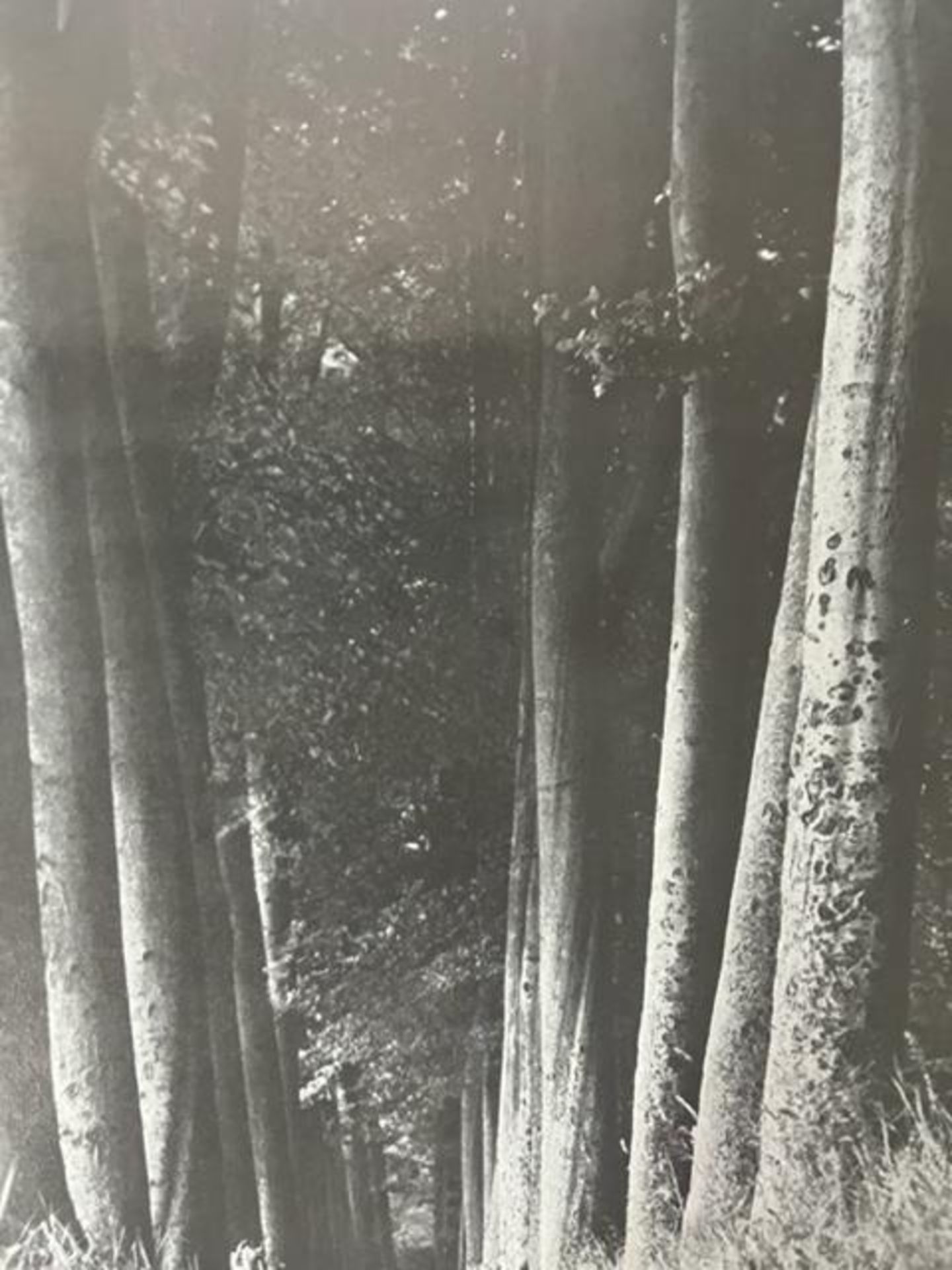 Man Ray "Untitled" Print. - Image 5 of 6