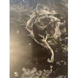 Edward Weston "Cypress, Rock, Stone Crop" Print.