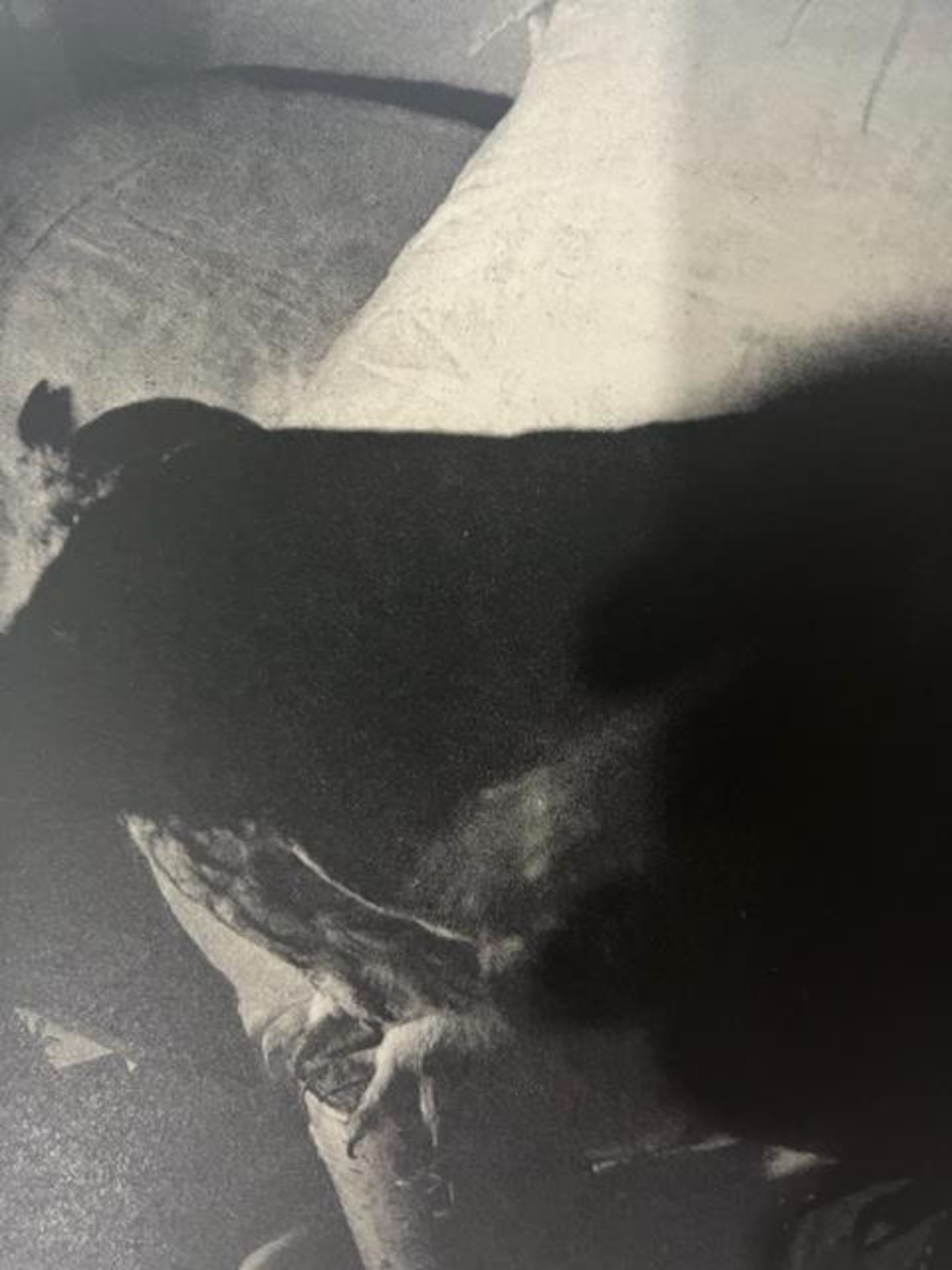 Jim Dine "Untitled" Print. - Image 3 of 6