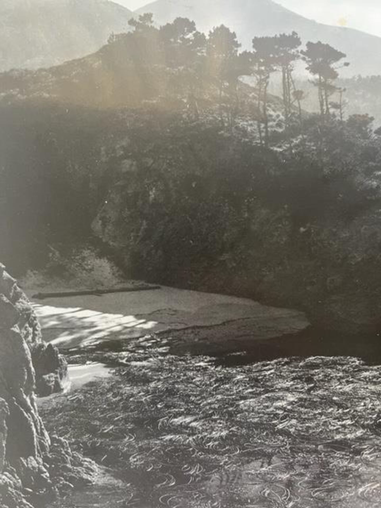 Edward Weston "Kelp" Print. - Bild 3 aus 6