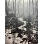Edward Steichen "Woods in Rain. Milwaukee" Print.