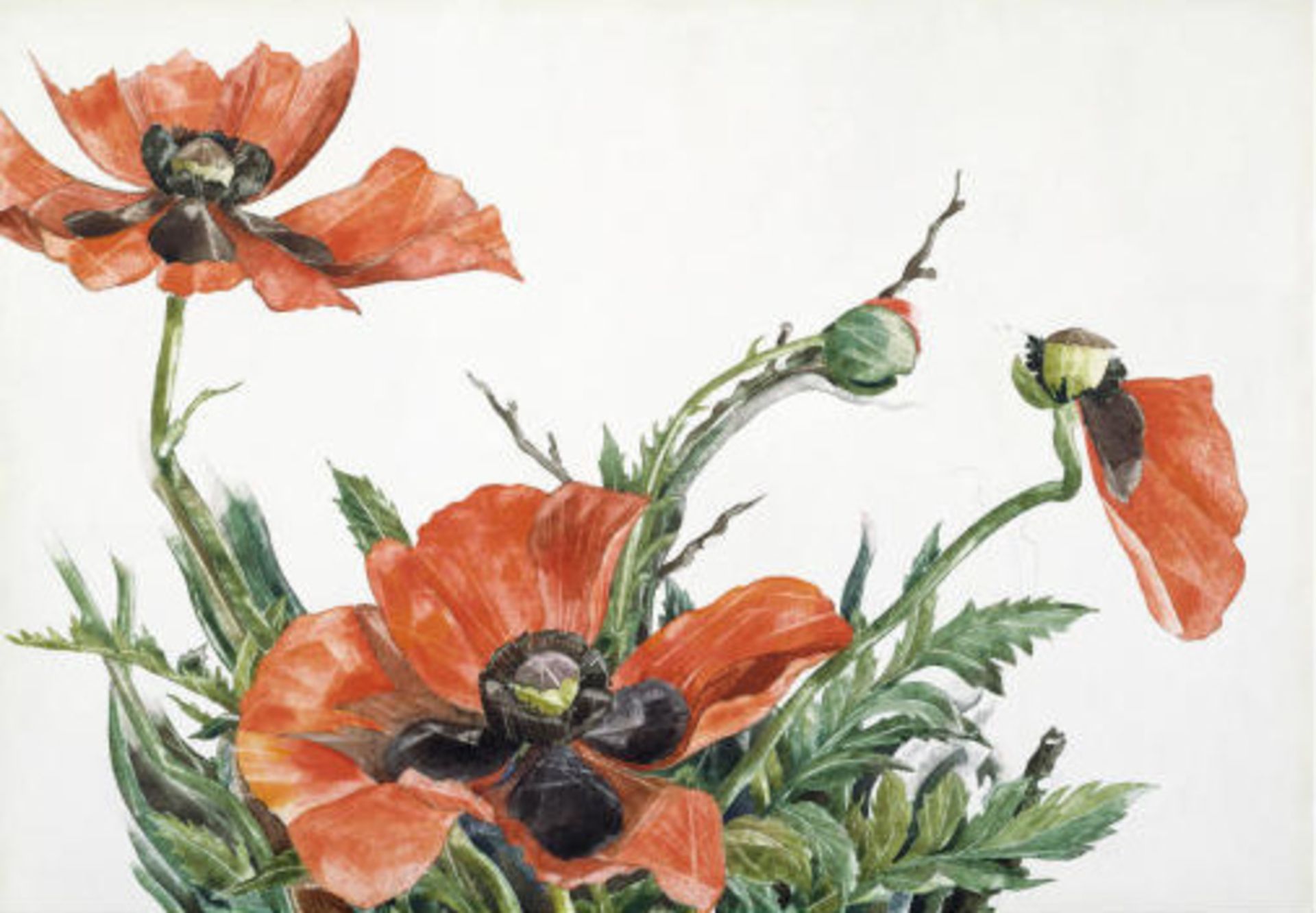 Charles Demuth "Red Poppies, 1929" Print