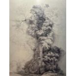 Claude Monet "Study of a Great Tree" Print.