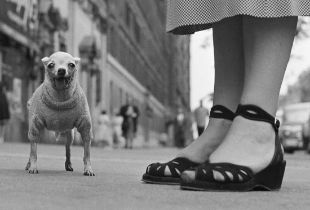 Elliott Erwitt "Dog, New York City, 1946" Print