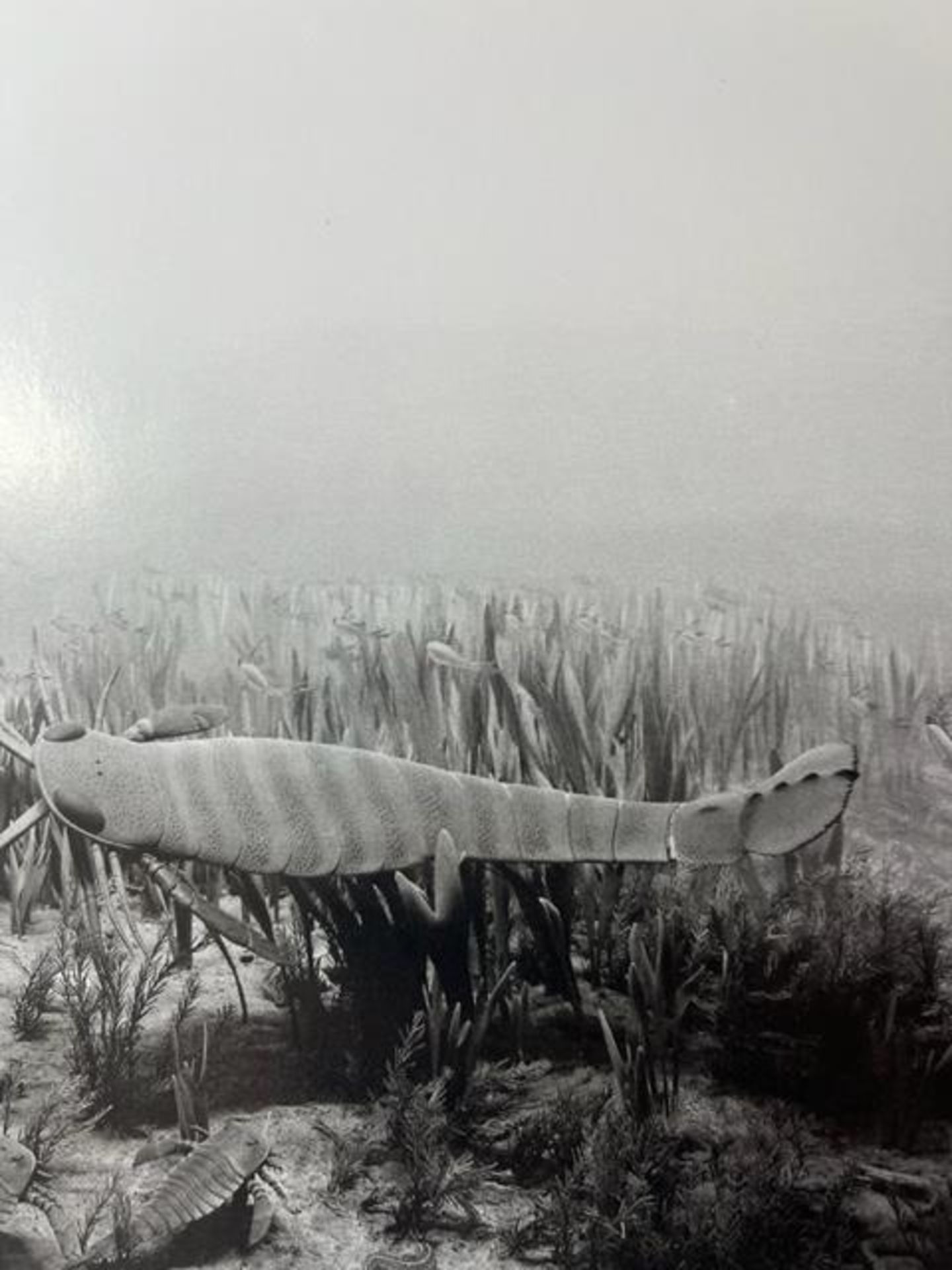 Hiroshi Sugimoto "Silurian Period" Print. - Image 5 of 6