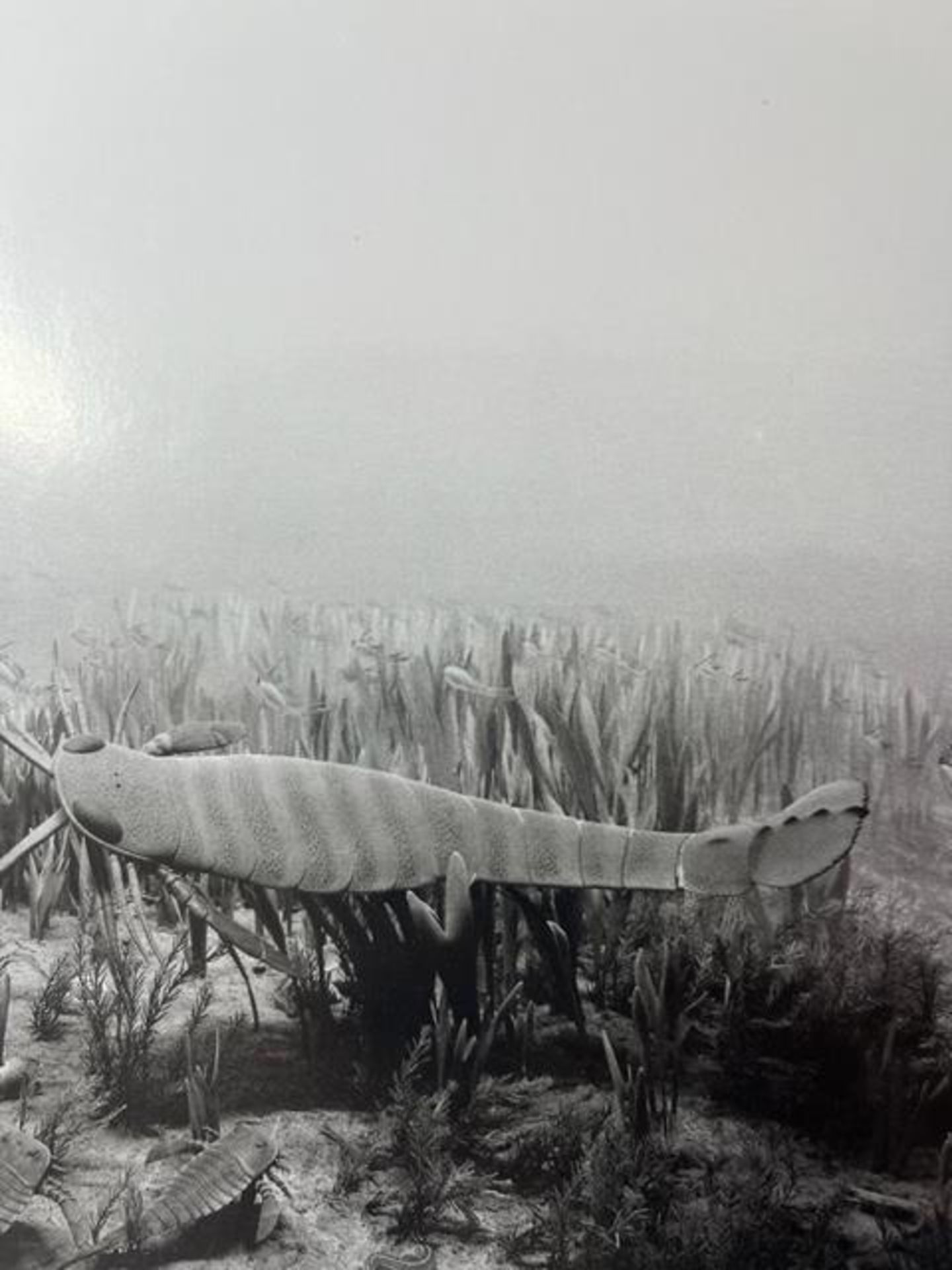 Hiroshi Sugimoto "Silurian Period" Print. - Image 2 of 6