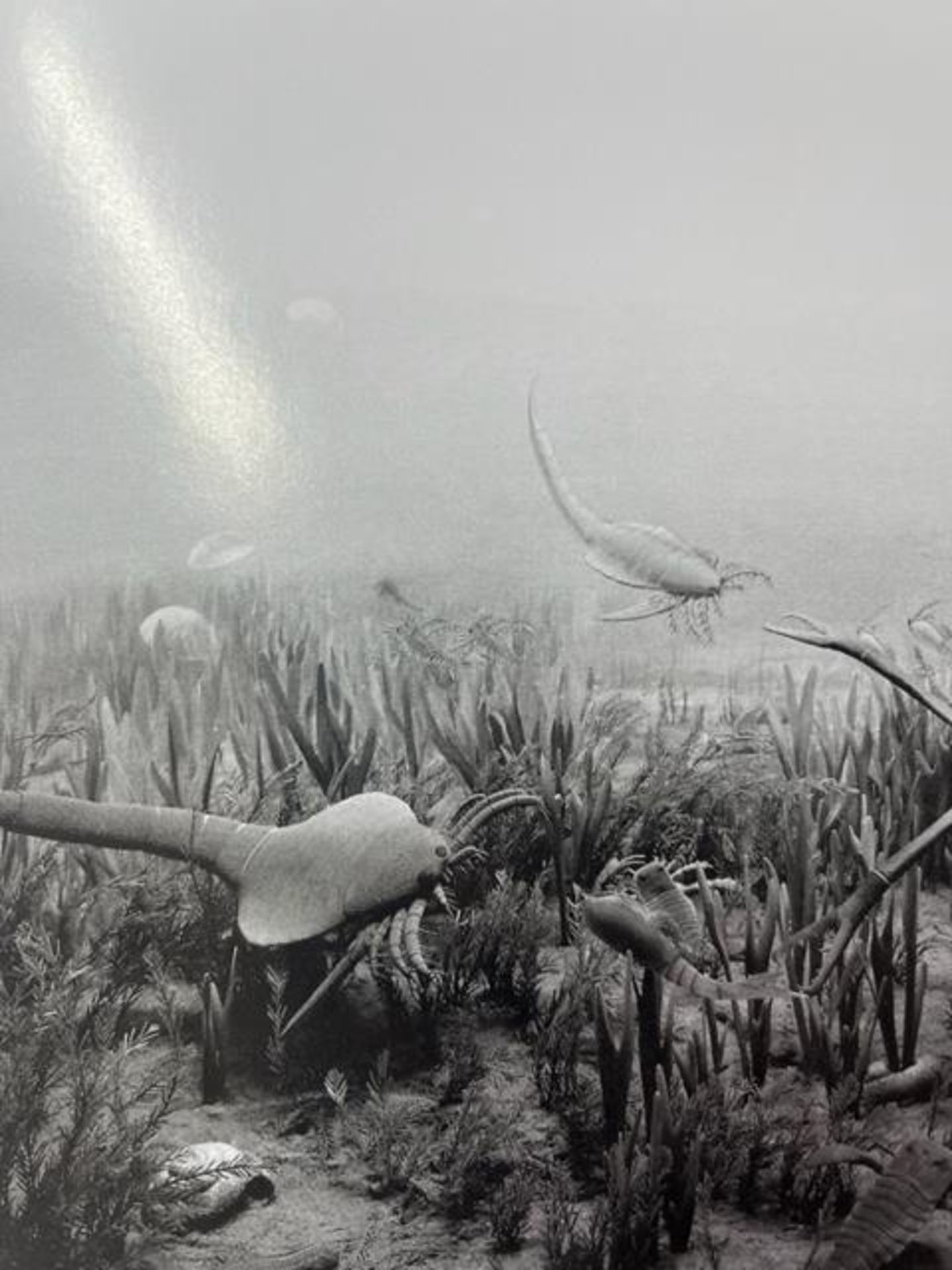 Hiroshi Sugimoto "Silurian Period" Print. - Image 4 of 6