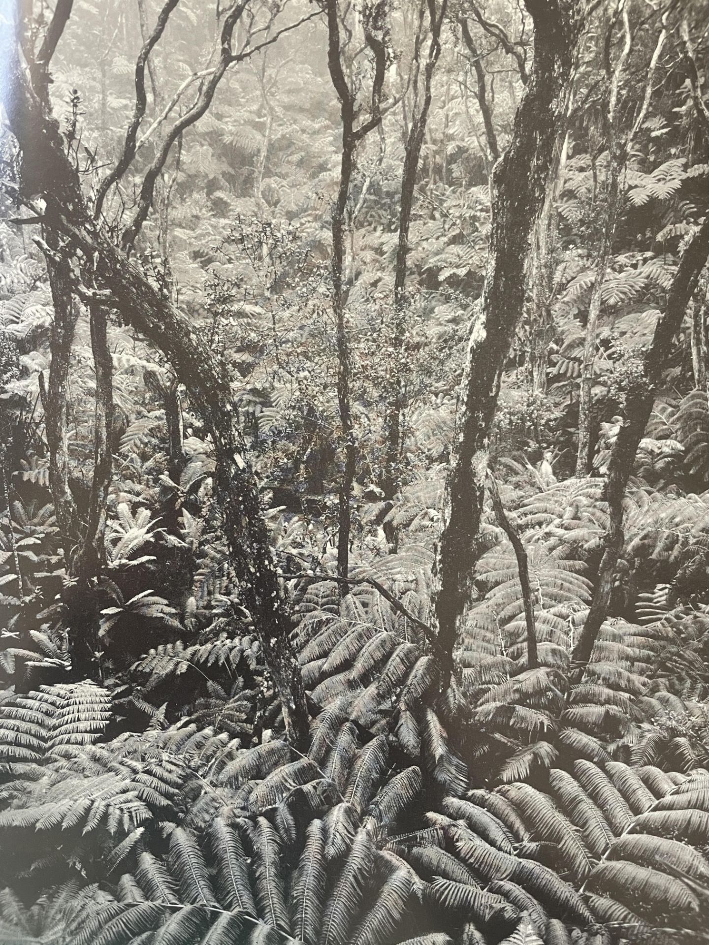 Ansel Adams â€œRain Forest, Hawaii National Parkâ€ Print