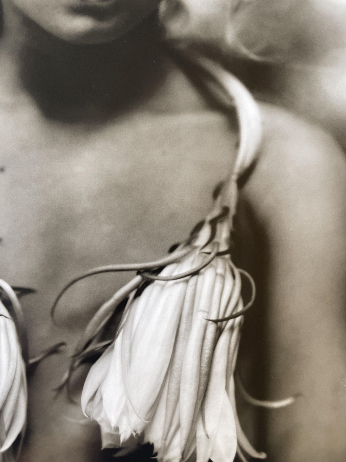 Sally Mann â€œNight-blooming Cereus, 1988â€ Print - Image 2 of 6