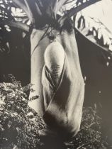 Daido Moriyama â€œUntitled, Hawaiiâ€ Print