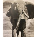 Peter Beard "Elephant" Print