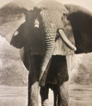 Peter Beard "Elephant" Print