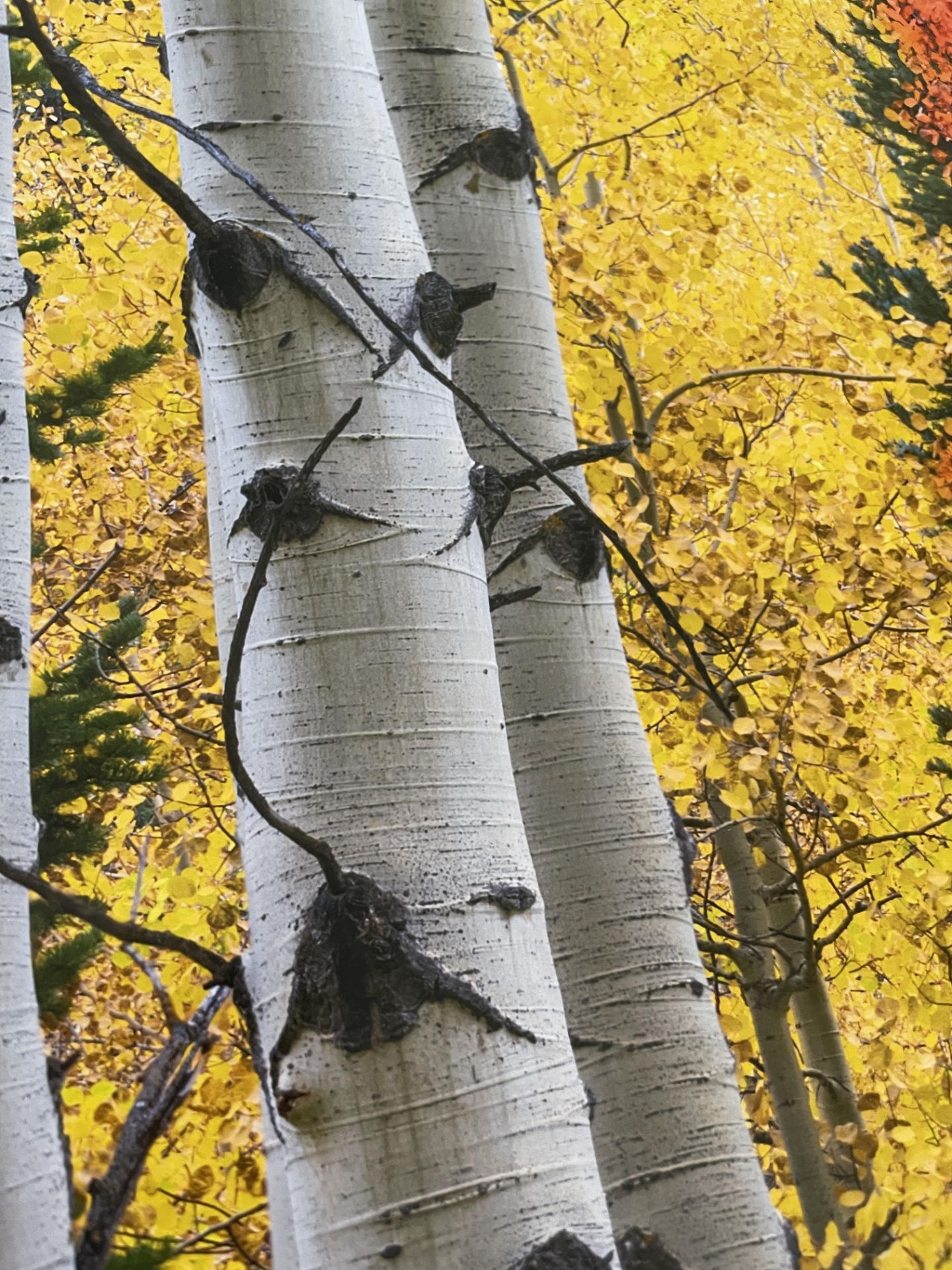 "Aspen, Colorado" Print - Image 3 of 6