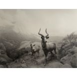 Hiroshi Sugimoto â€œNyala, 1980â€ Print