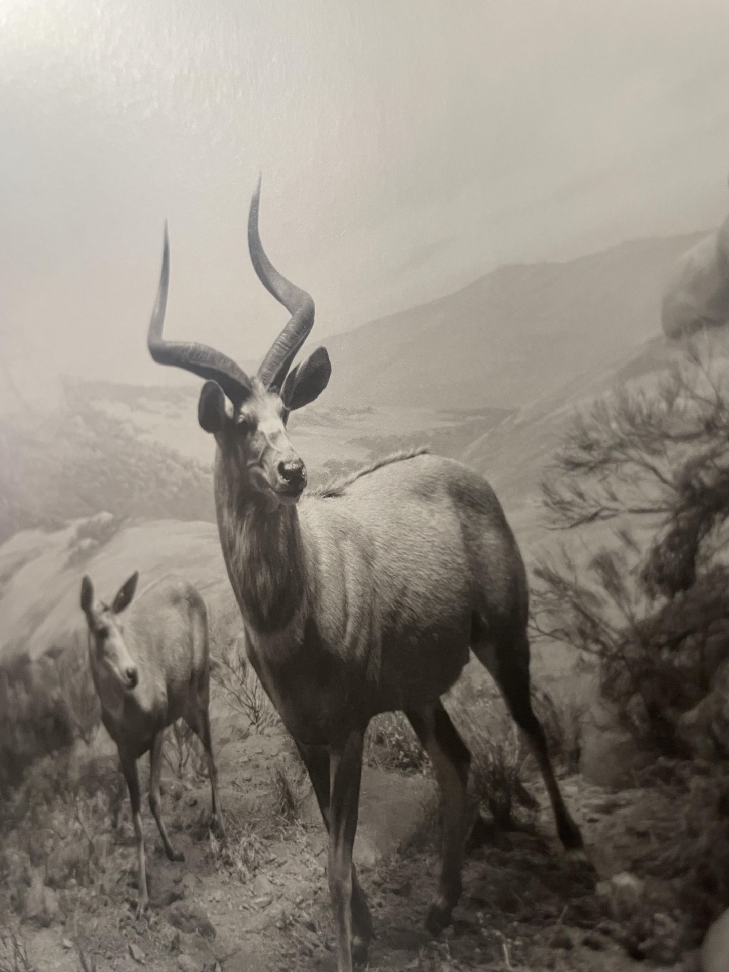 Hiroshi Sugimoto â€œNyala, 1980â€ Print - Image 5 of 5