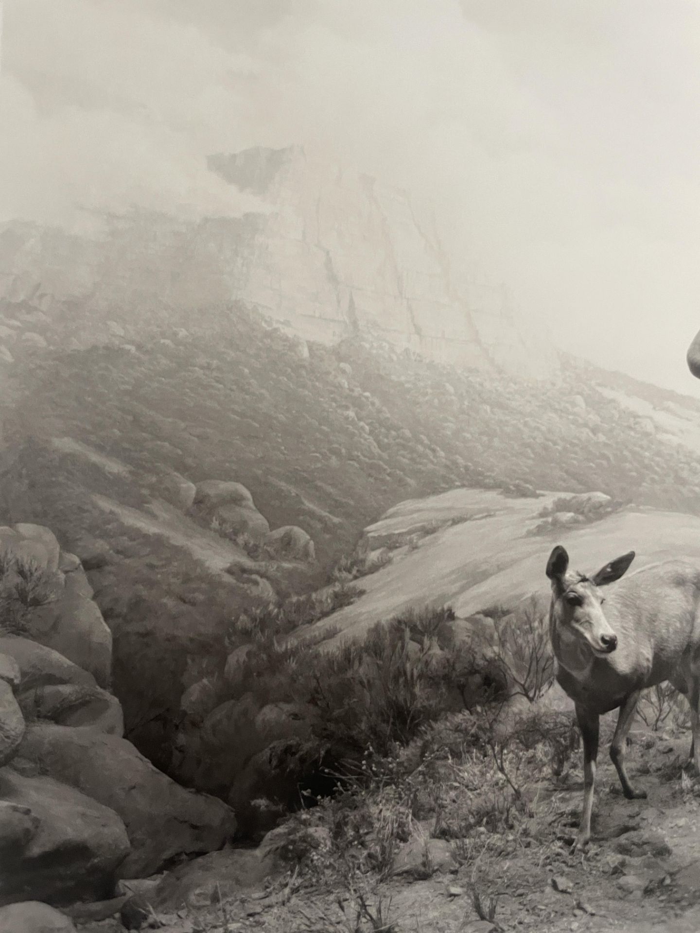 Hiroshi Sugimoto â€œNyala, 1980â€ Print - Image 3 of 5