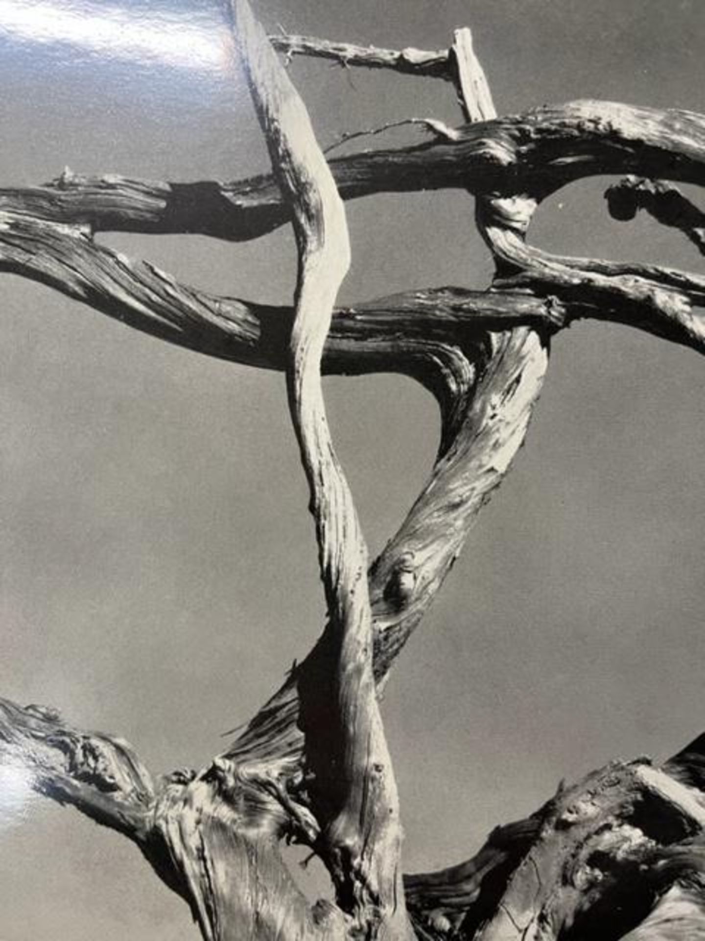 Edward Weston "Cypress, Rock, Stone Crop" Print. - Image 6 of 6