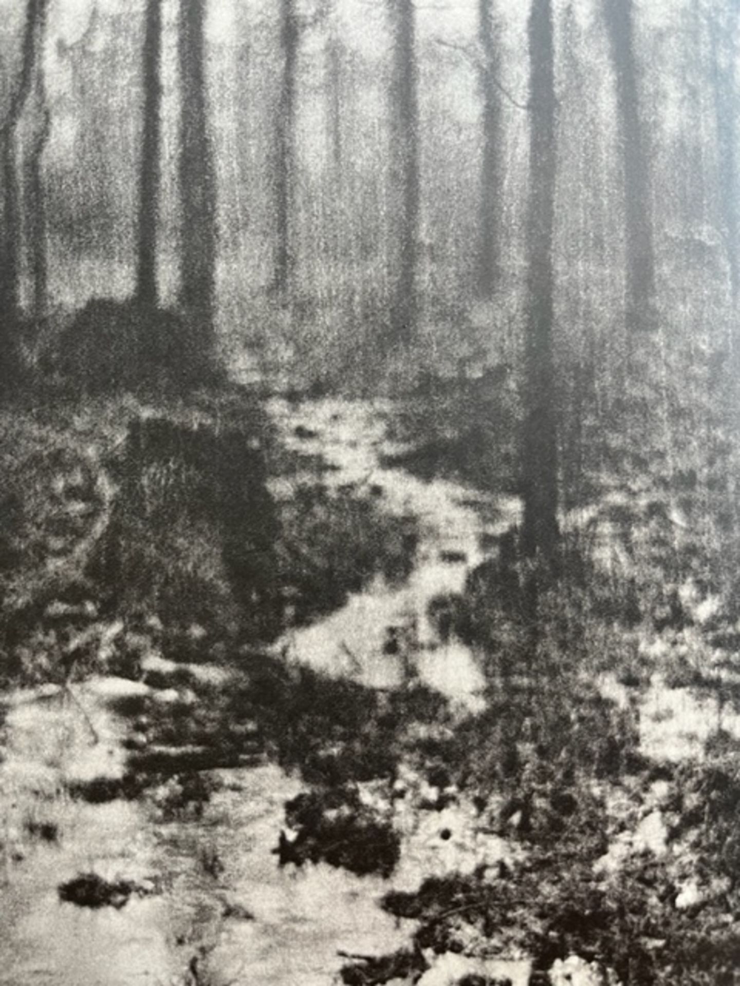 Edward Steichen "Woods in Rain" Print.