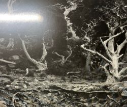 Edward Weston "Cypress Root" Print.
