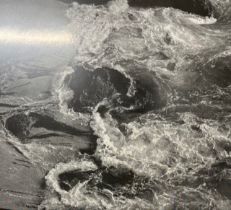 Edward Weston "Kelp" Print.