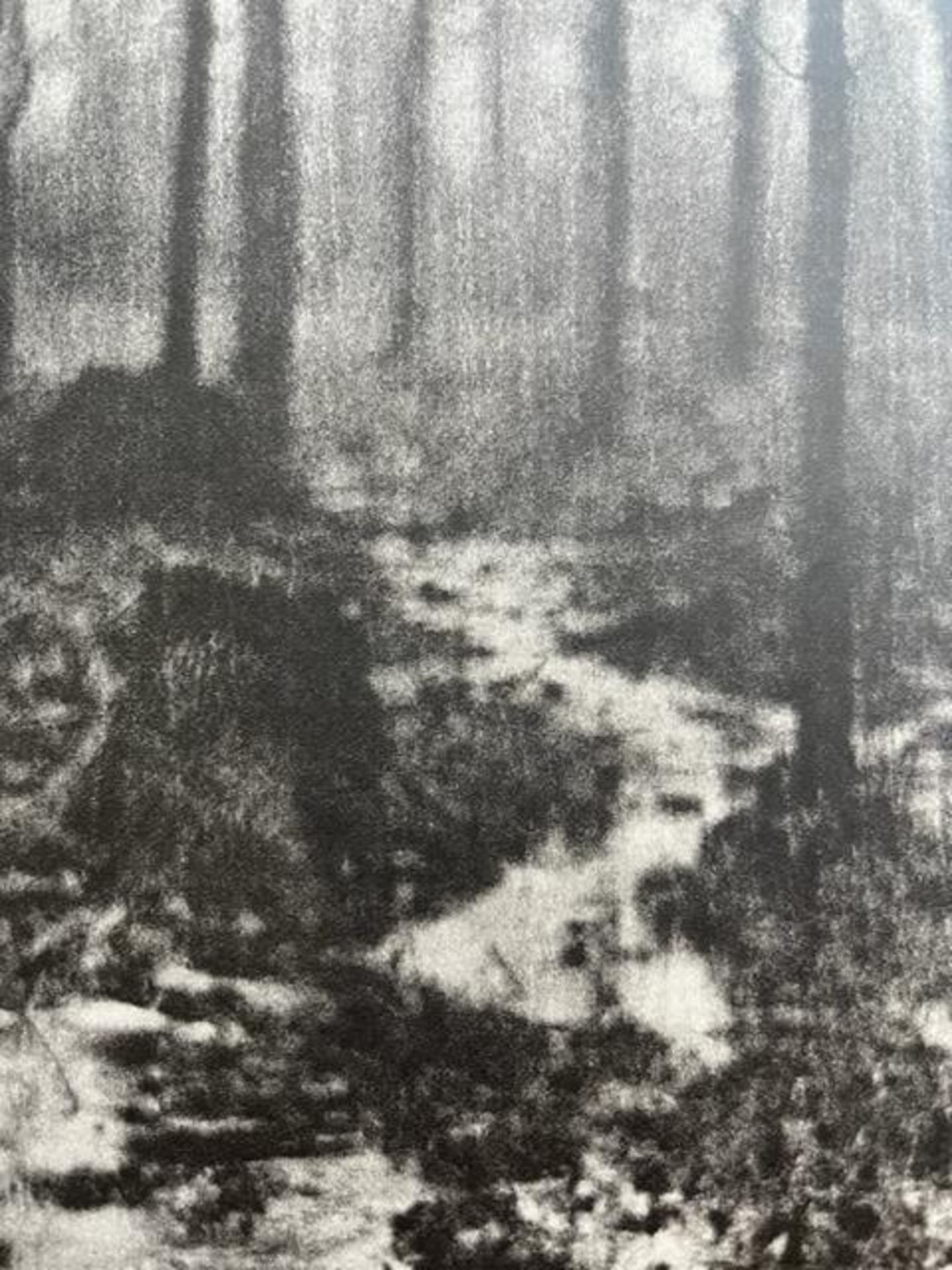Edward Steichen "Woods in Rain" Print. - Bild 4 aus 6