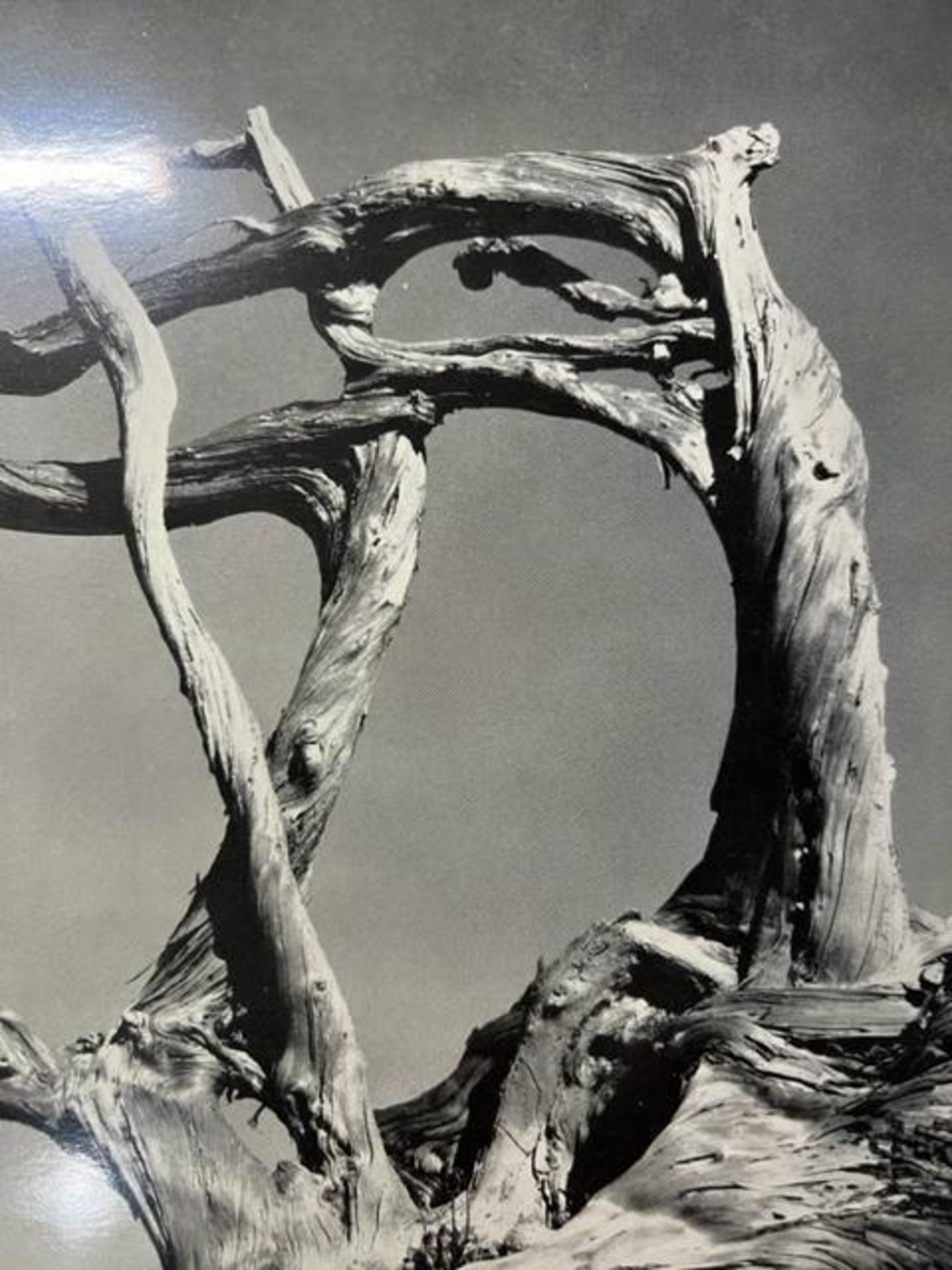 Edward Weston "Cypress, Rock, Stone Crop" Print. - Image 2 of 6