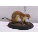 A Taxidermy study of a Stoat