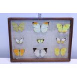 A vintage framed selection of taxidermy butterflies
