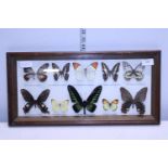 A vintage framed selection of taxidermy butterflies