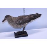 A Victorian taxidermy of an Artic Turn dated 1874. Shipping unavailable