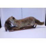A antique taxidermy study of fox with prey in mouth. Shipping unavailable