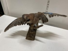 A taxidermy study of a Blue Jay. Collection only