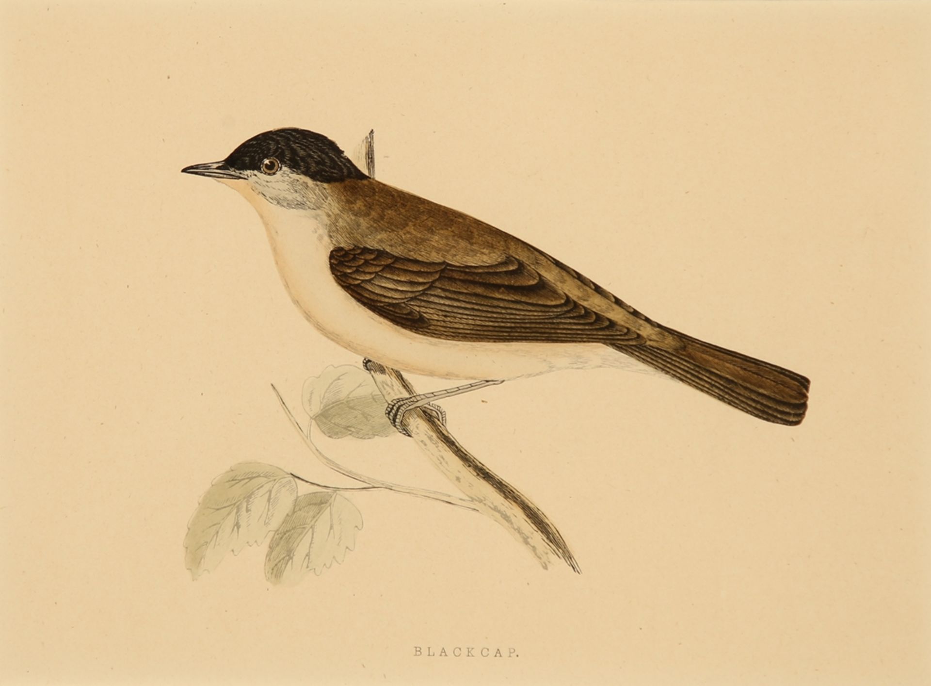 Vögel. 6 Farbholzstiche (in 5 Rahmen) von Harris, London 1870 aus 'A History of British Birds'. Ca. - Image 3 of 5