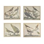 Vögel. 4 kol. Kupferstiche von Francois-Nicolas Martinet aus 'Histoire Naturelle des Oiseaux' 1785.