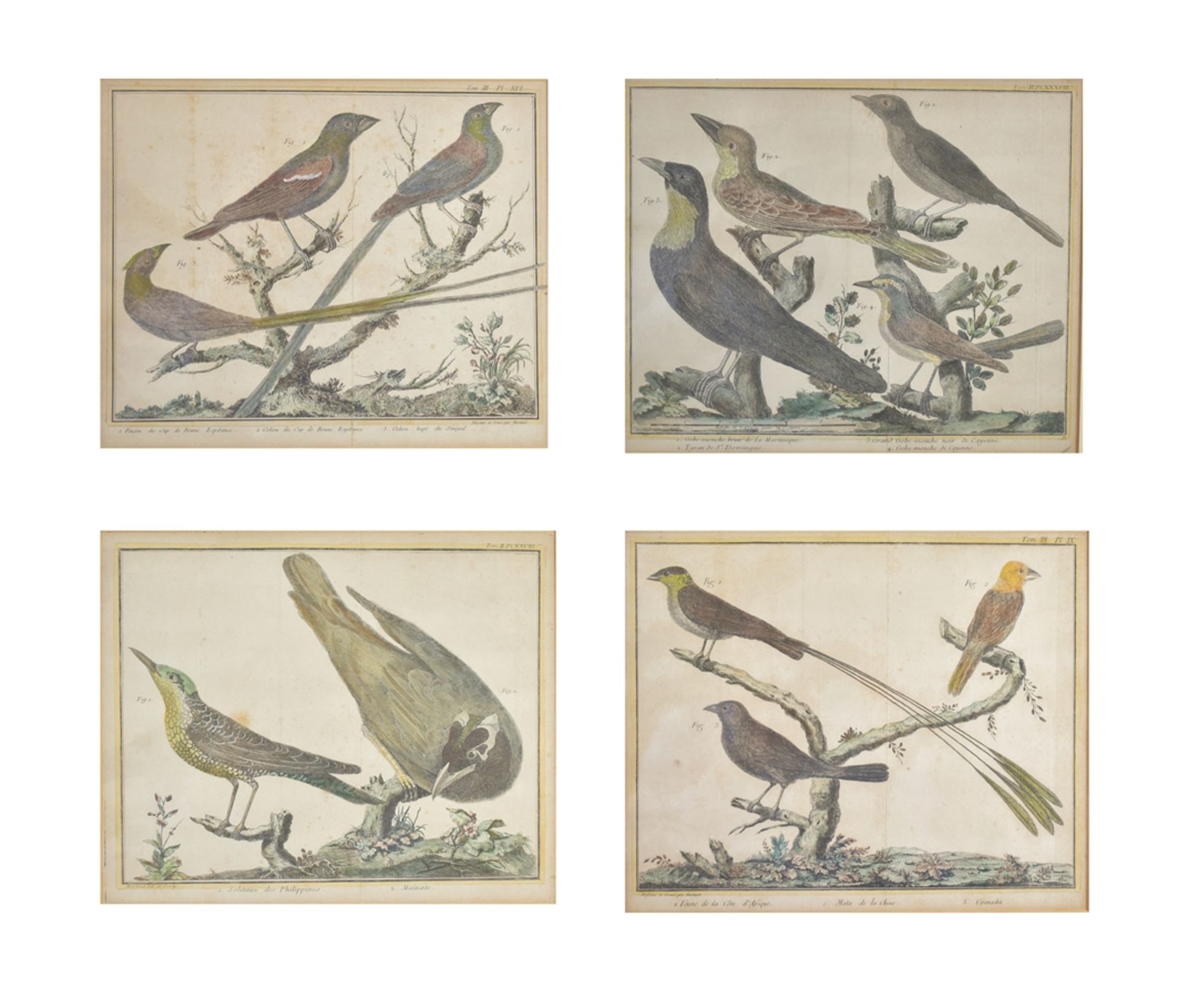 Vögel. 4 kol. Kupferstiche von Francois-Nicolas Martinet aus 'Histoire Naturelle des Oiseaux' 1785.