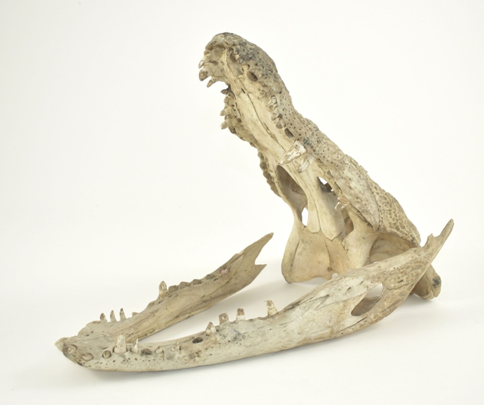 Schädel eines Reptils, Fundstücke aus dem 19. Jh. L 40 cm - Image 2 of 2