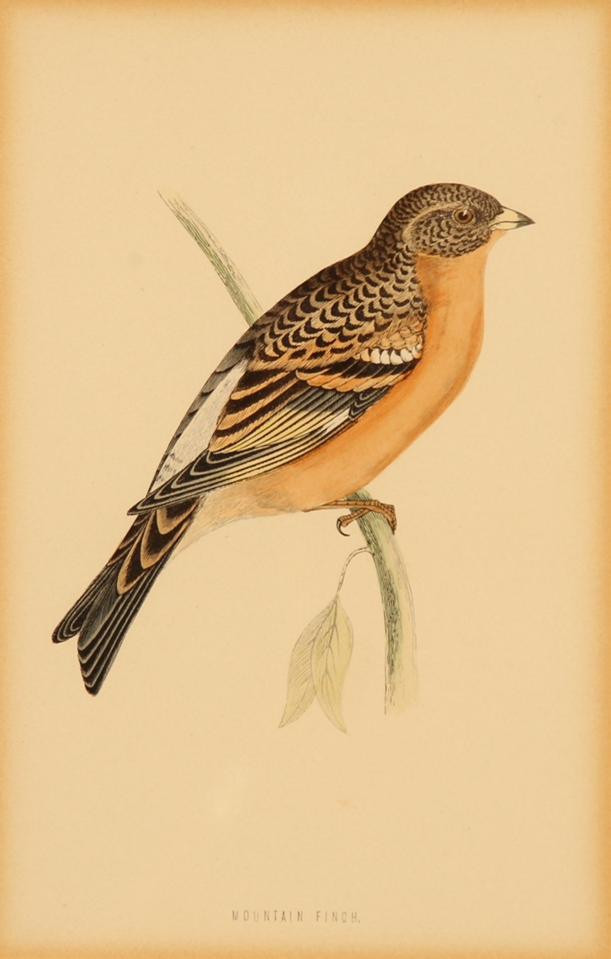 Vögel. 6 Farbholzstiche (in 5 Rahmen) von Harris, London 1870 aus 'A History of British Birds'. Ca. - Image 2 of 5
