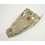 Schädel eines Reptils, Fundstücke aus dem 19. Jh. L 40 cm