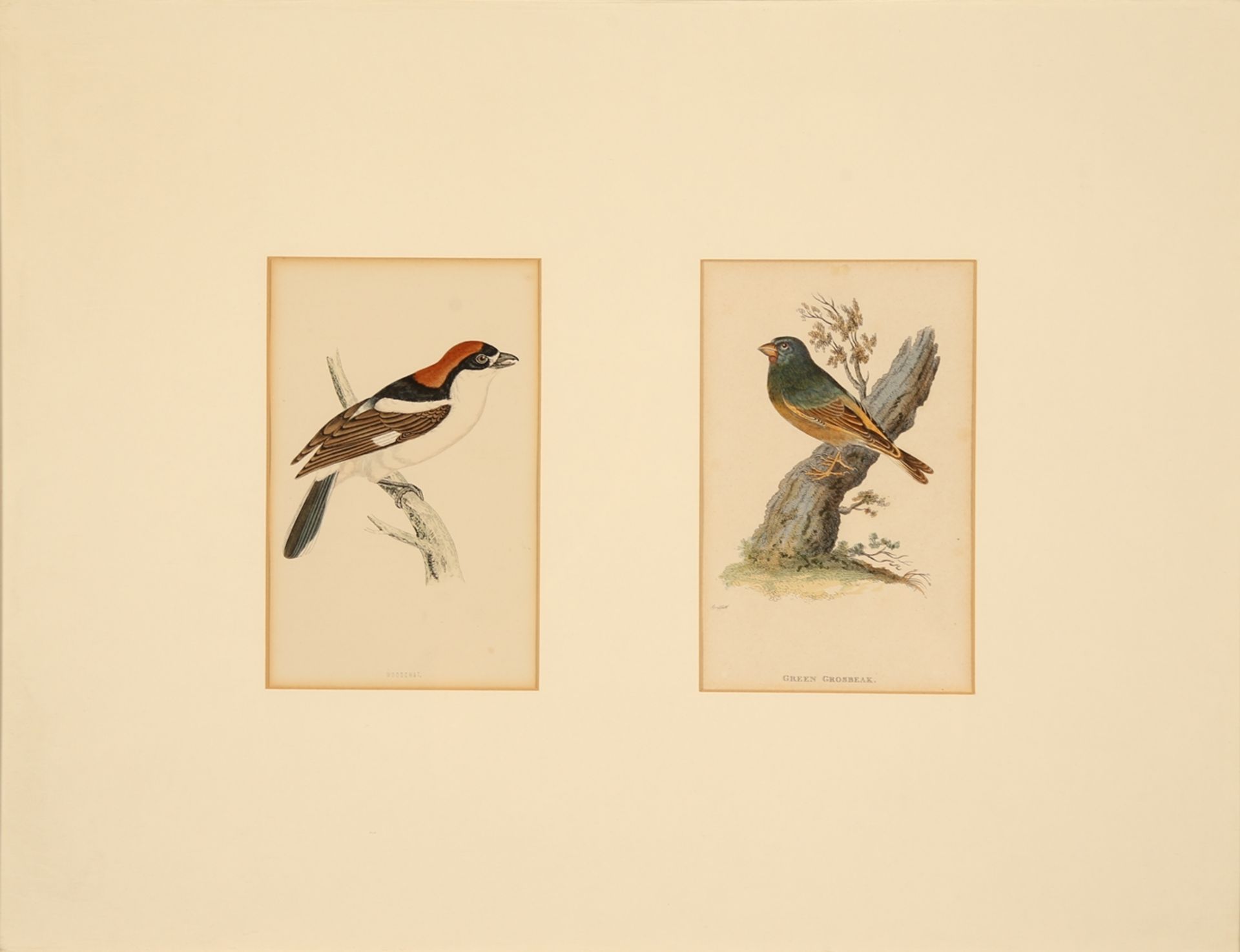 Vögel. 6 Farbholzstiche (in 5 Rahmen) von Harris, London 1870 aus 'A History of British Birds'. Ca. - Image 5 of 5